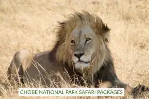 Chobe national park safari packages