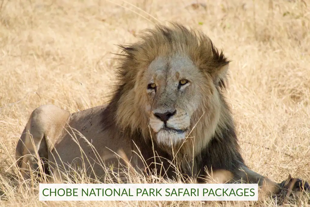 Chobe national park safari packages