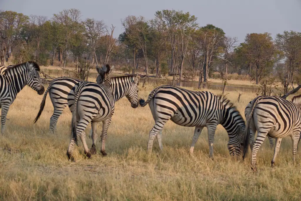 family safari Africa