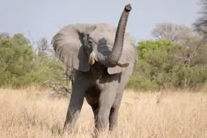 hyena pan tented camp