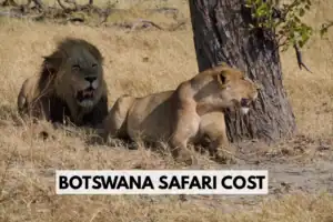 Botswana safari cost