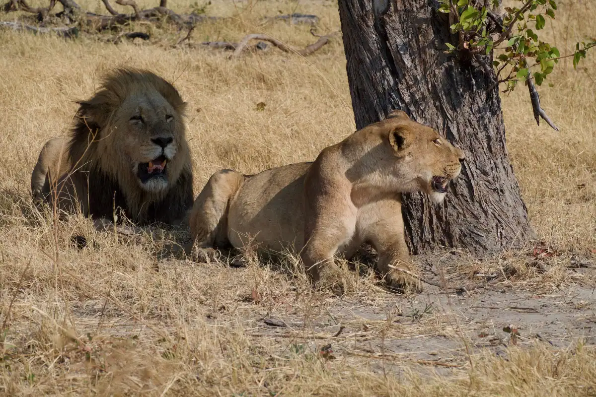 Botswana safari cost