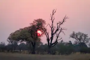 Botswana safari low cost