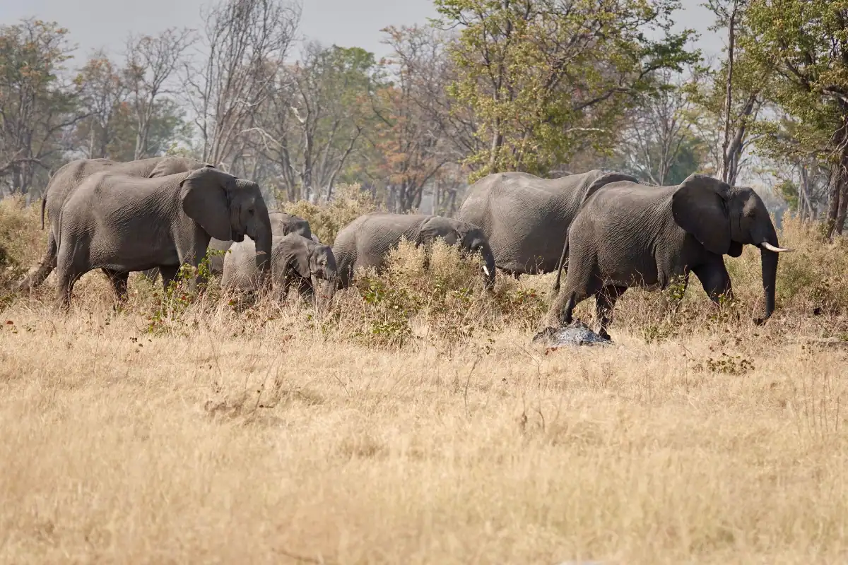 Botswana safari packages UK