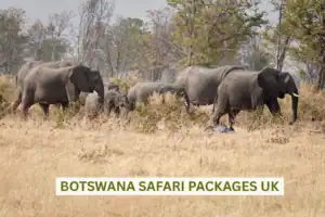 Botswana safari packages UK