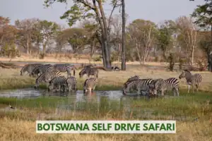 Botswana self drive safari
