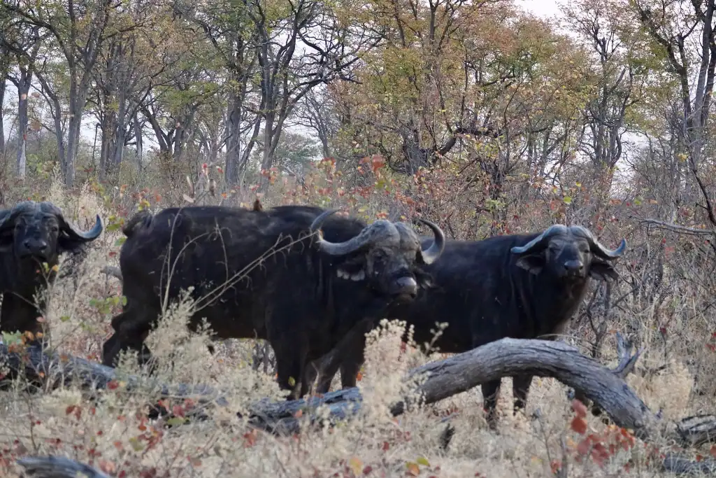 Drive Botswana