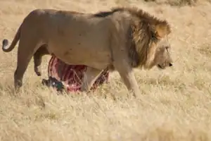 Okavango delta predators