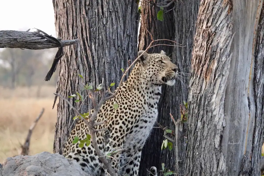 Savuti predators