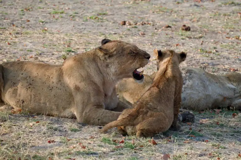 self drive Botswana itinerary