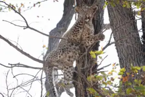 Botswana safari areas