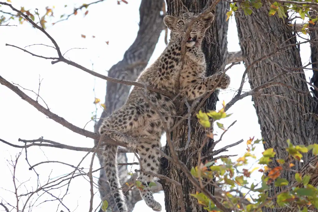 Botswana safari areas