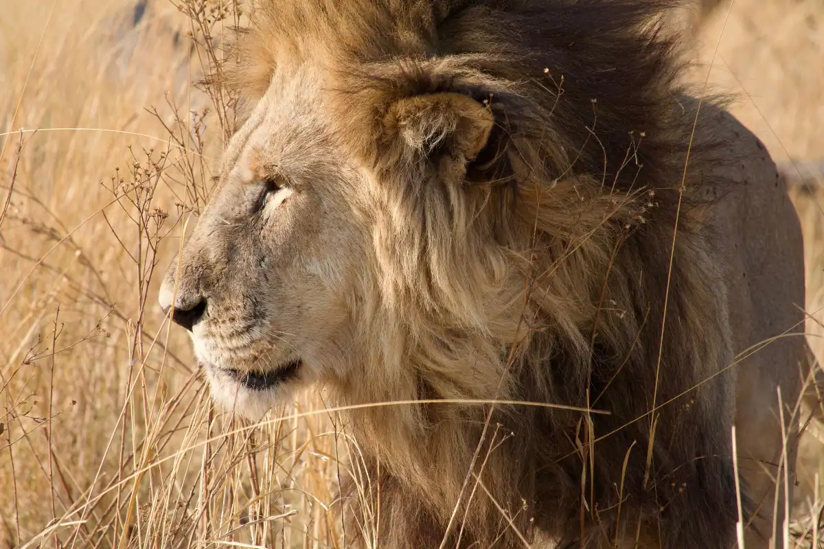 Botswana safari destinations