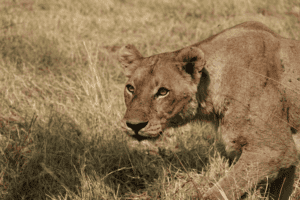 Botswana safari reviews reddit