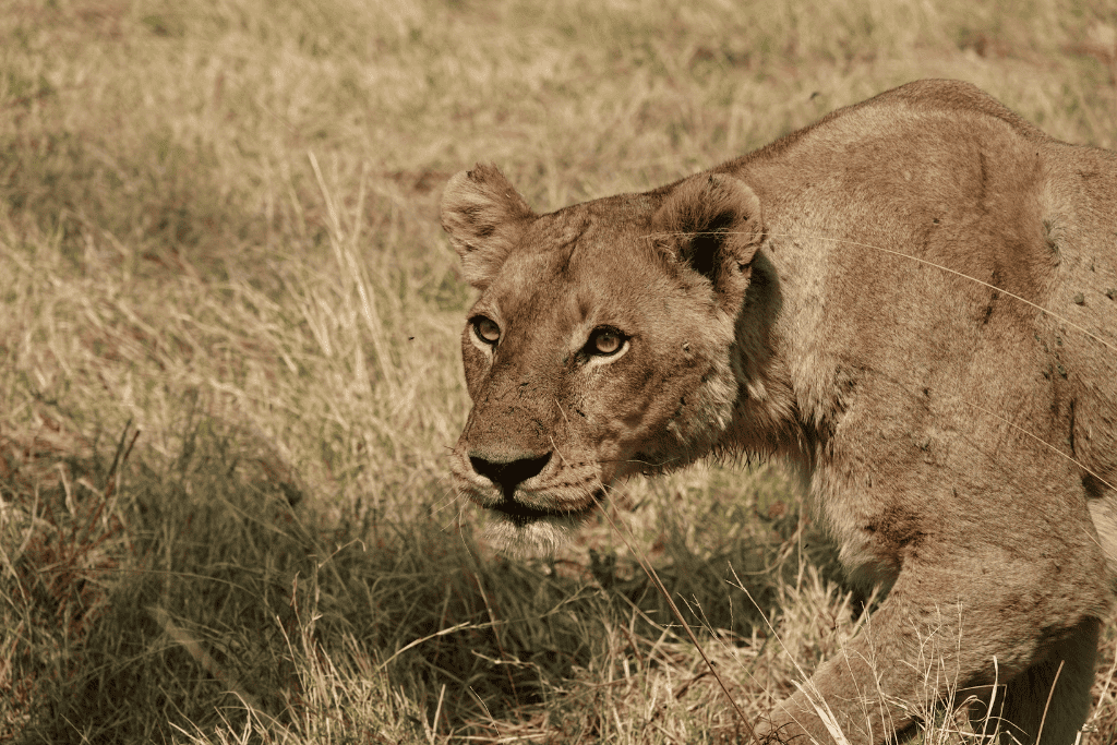 Botswana safari reviews reddit