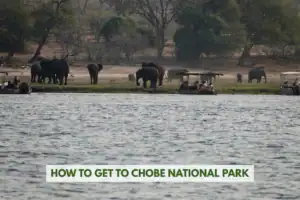 How to get to Chobe National Park