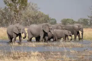 Okavango Delta elephants