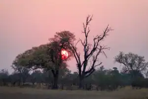 Okavango delta sunset