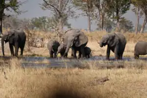 Sable Alley Botswana