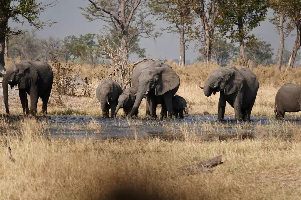 Sable Alley Botswana