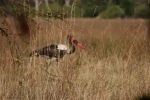 Tourist attractions in Botswana