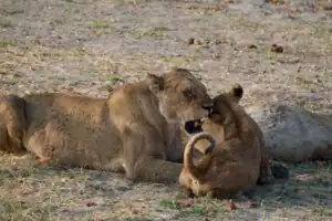 Tuludi camp Botswana