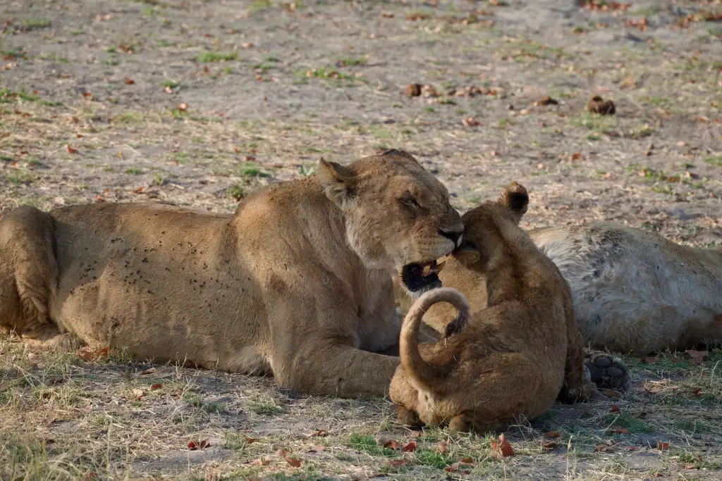 Tuludi camp Botswana