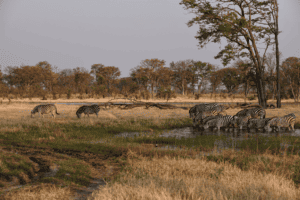 Wilderness Botswana