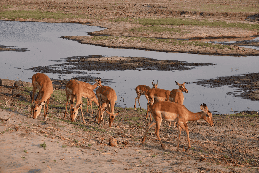 Antelopes of Chobe National Park