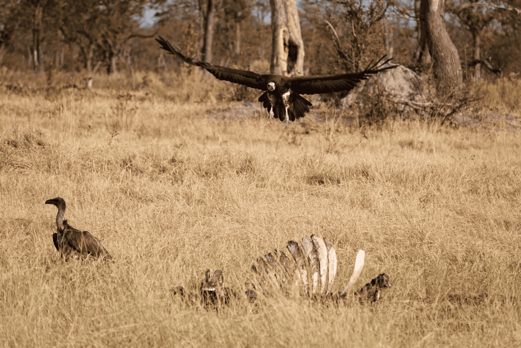 Birdlife of Botswana