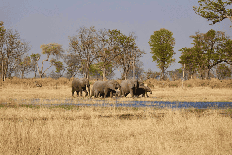 Botswana elephant safari