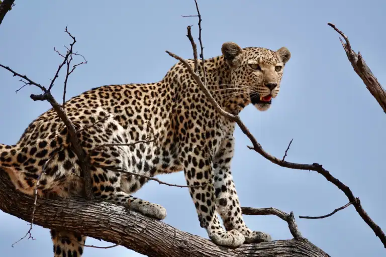 Botswana luxury safari packages (1)