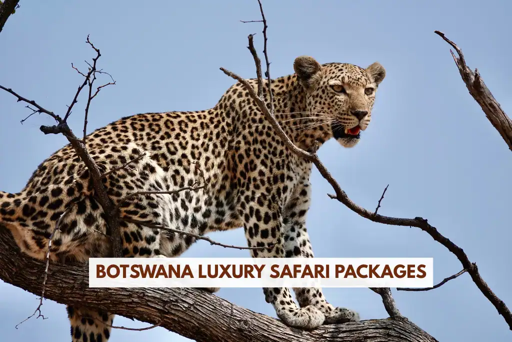 Botswana luxury safari packages