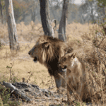 Is Botswana good for safari (1)