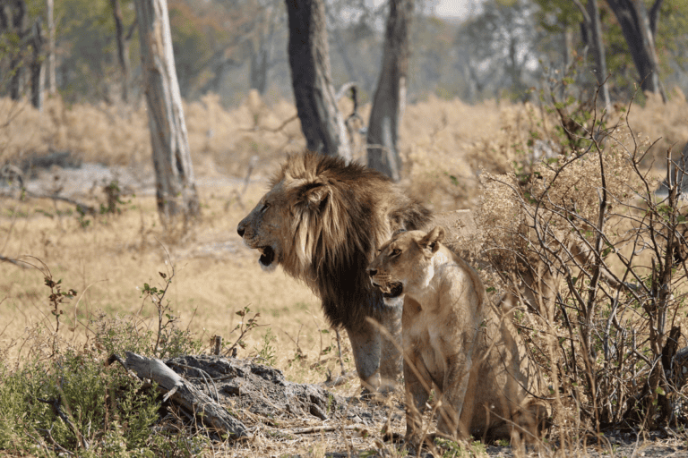 Is Botswana good for safari (1)