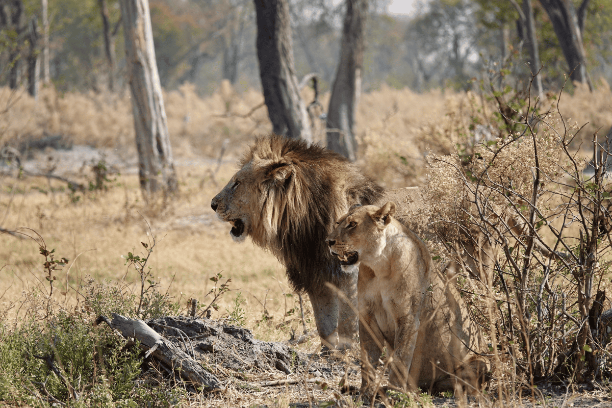 Is Botswana good for safari (1)