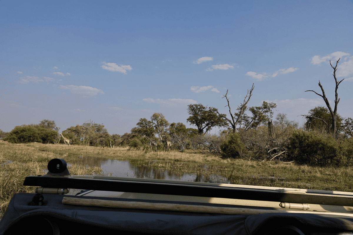Kasane To Maun (1)