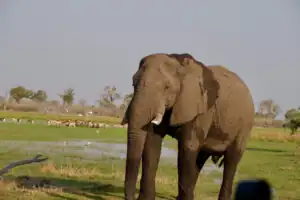 Luxury tour Botswana