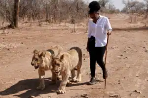 Victoria falls Zimbabwe walking with lions