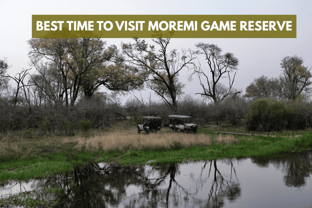 best time to visit moremi game reserve