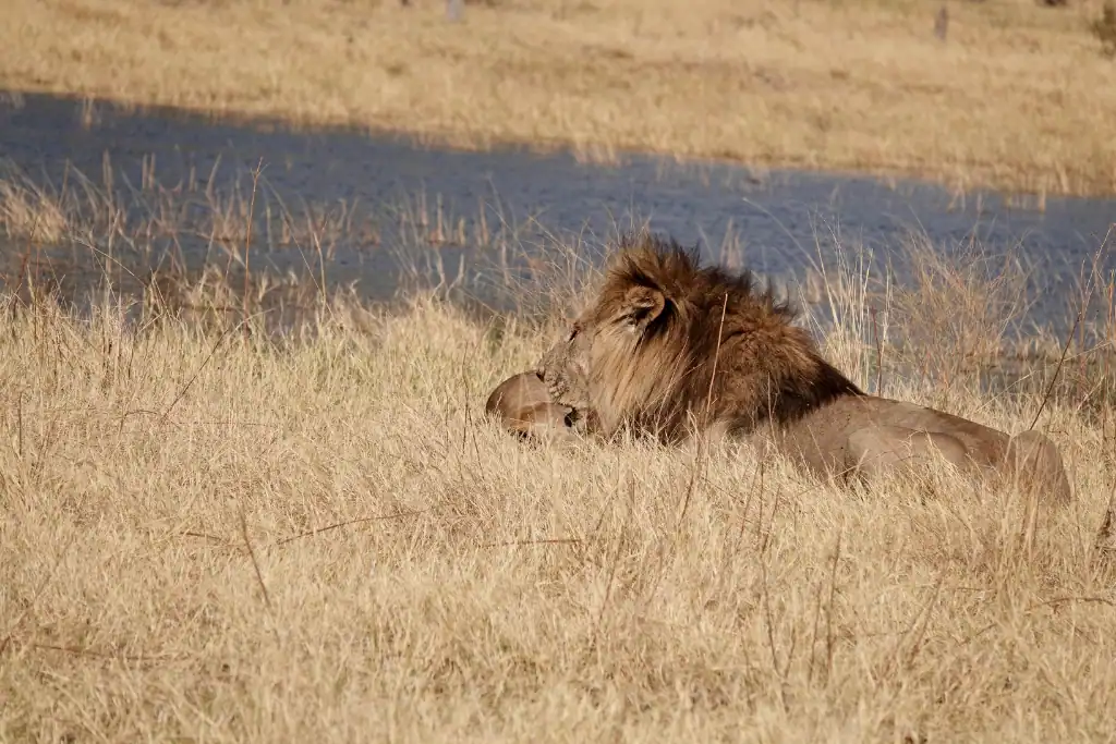 luxury safari holidays in Botswana