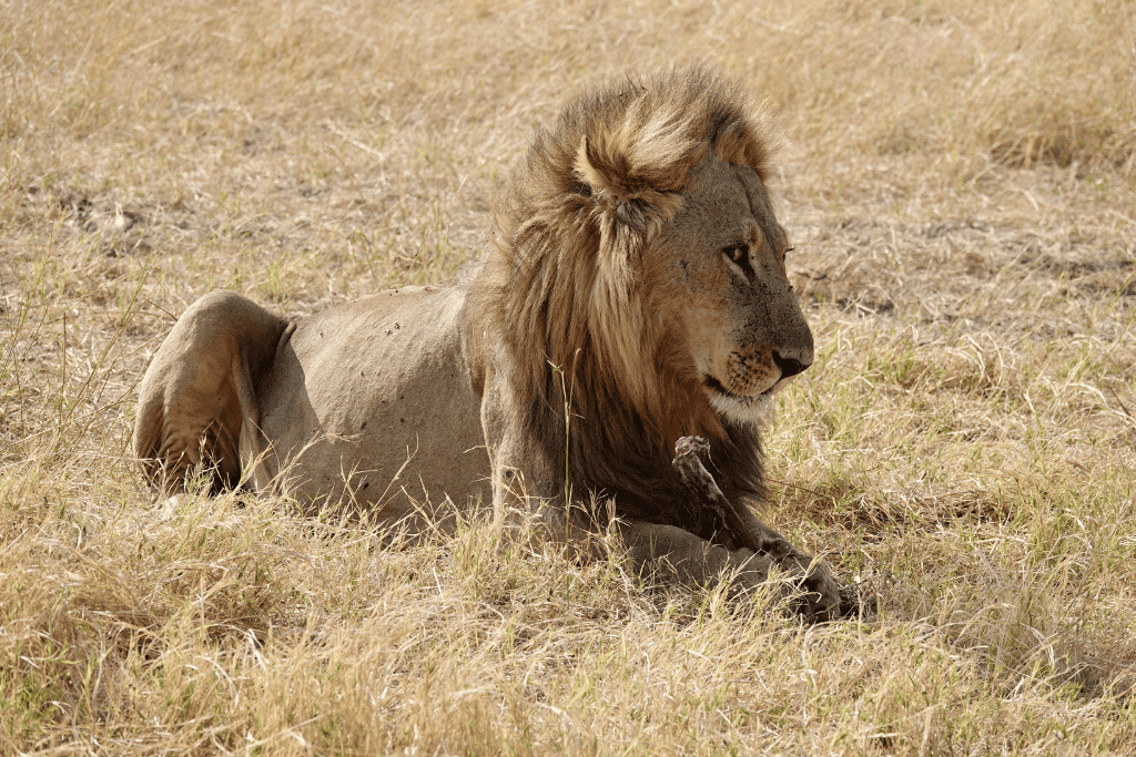 moremi game reserve big 5