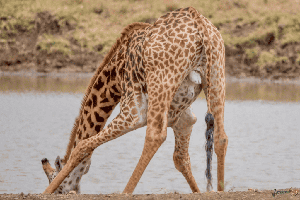 Giraffe diet