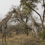 Giraffes: The Towering Beasts Of The African Savannah Giraffes