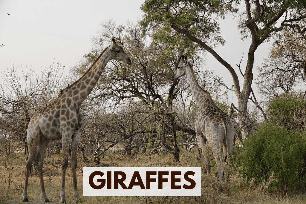 Giraffes