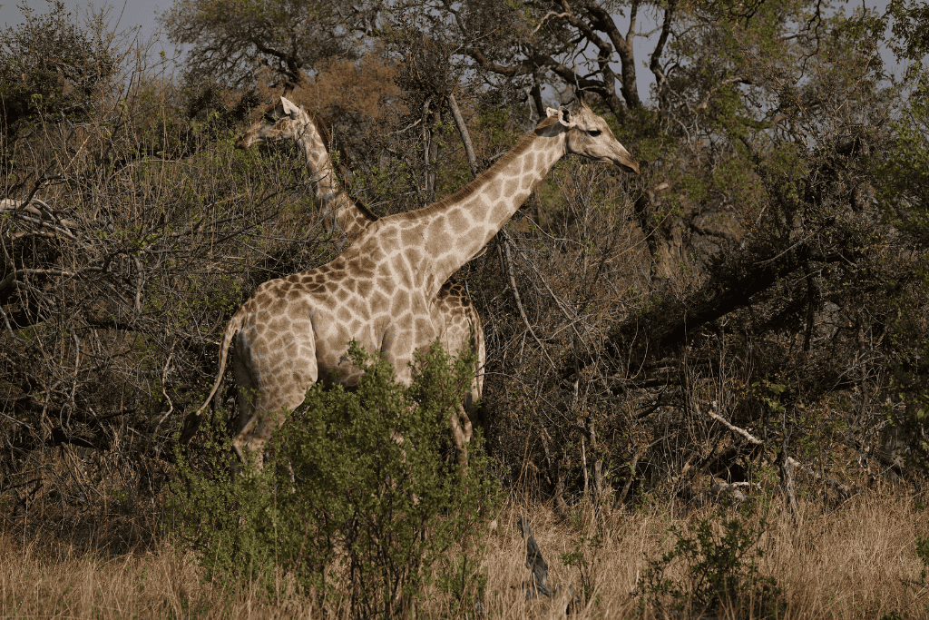Southern giraffes